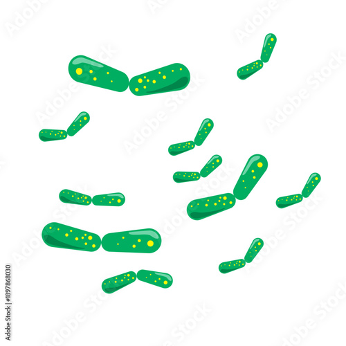 Bacilli illustration