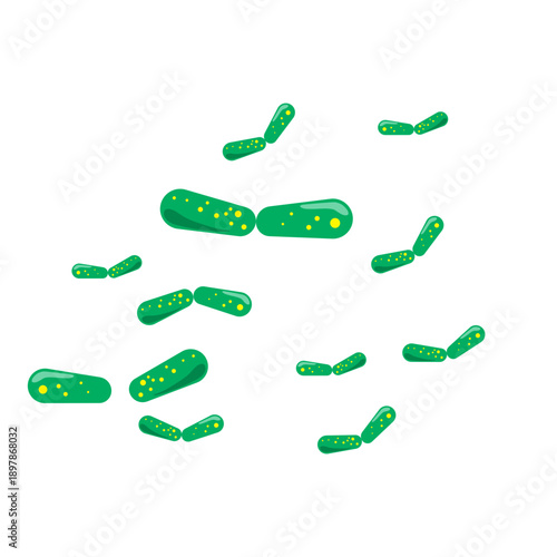 Bacilli illustration