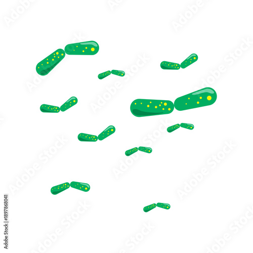 Bacilli illustration