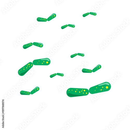 Bacilli illustration