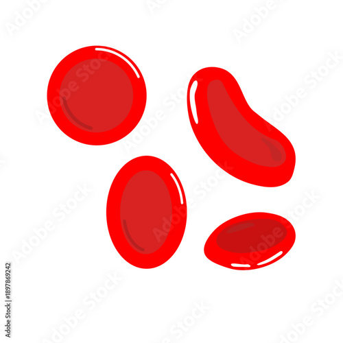 Erythrocytes vector