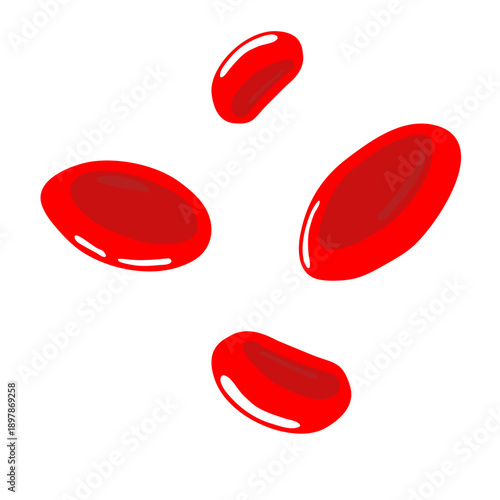 Erythrocytes vector
