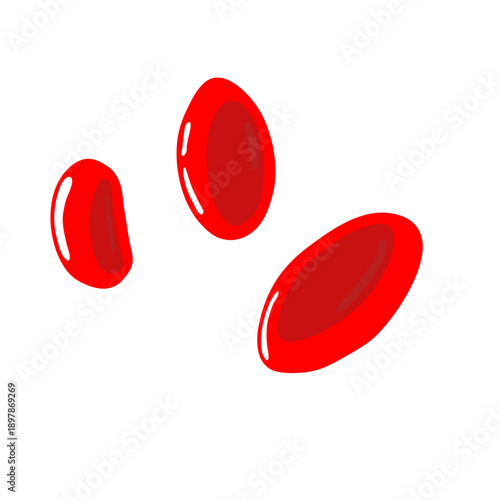 Erythrocytes vector