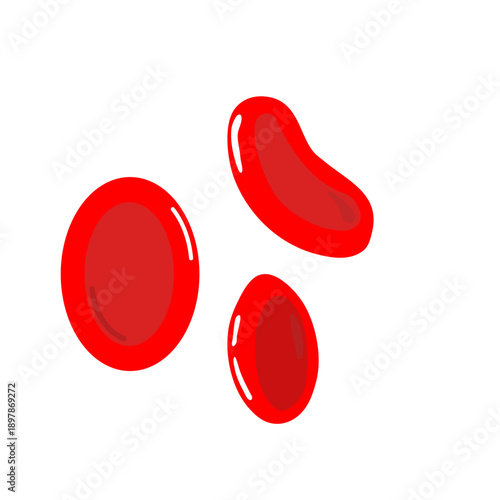 Erythrocytes vector