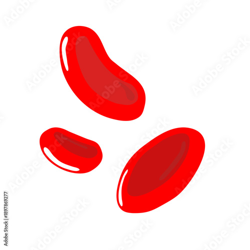 Erythrocytes vector