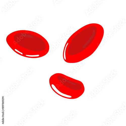 Erythrocytes vector