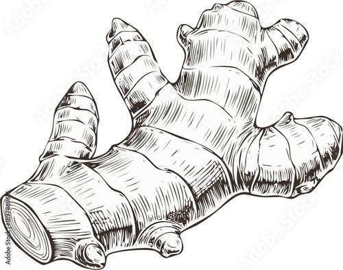 Hand drawn engraving style vector illustration of a ginger root, fine line hatching