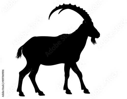 Silhouette of a mountain goat walking, horns prominent