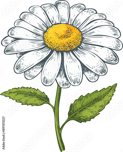 Hand drawn engraving style vector illustration of a chamomile flower with stem and leaves