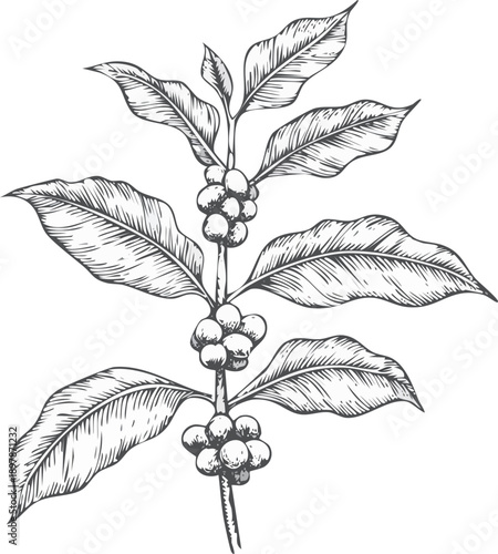 Hand drawn engraving style vector illustration of a coffee plant branch with beans and leave