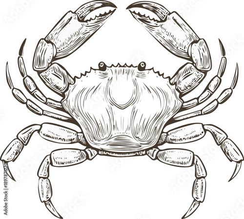 Hand drawn engraving style vector illustration of a crab with spread claws