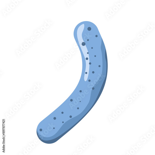 Lactobacillus probiotic bacteria