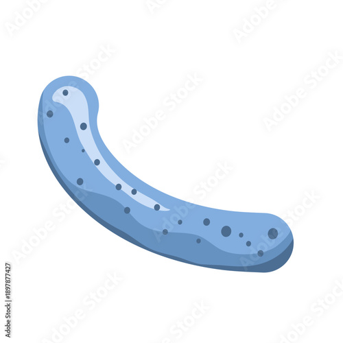 Lactobacillus probiotic bacteria