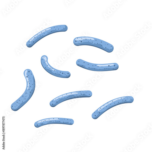 Lactobacillus probiotic bacteria