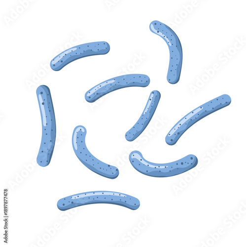 Lactobacillus probiotic bacteria