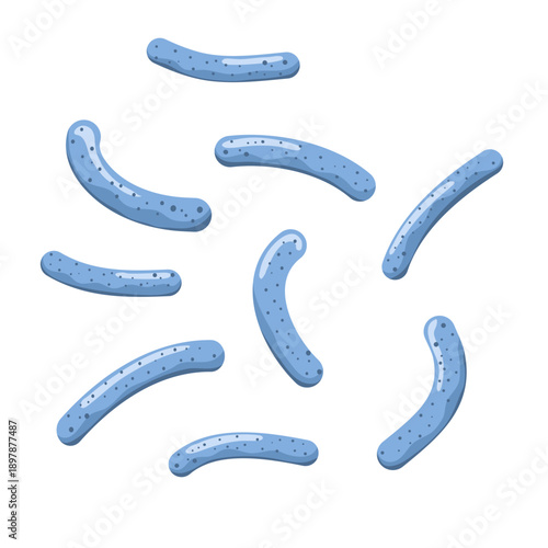 Lactobacillus probiotic bacteria
