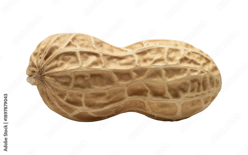 Obraz premium A single unshelled peanut with a wrinkled brown skin isolated on white background transparent background