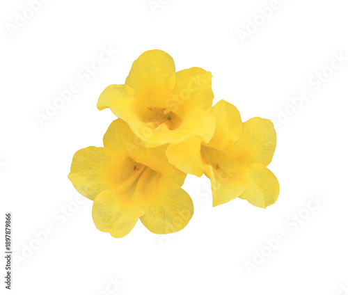 Yellow elder or Yellow bells or Trumpet vine flowers. Close up yellow flowers bouquet isolated on transparent background	