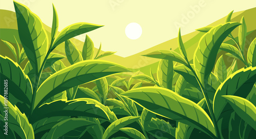 Vibrant vector illustration of lush green tea leaves basking in the warm glow of the sun, showcasing a serene plantation landscape