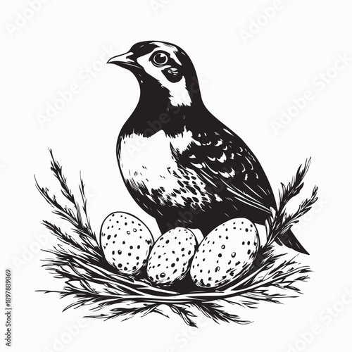 Quail Bird on Eggs Vector Image Isolated on White Background