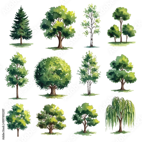 A set of isolated oak trees with green leaves and strong trunks growing naturally in a forest environment