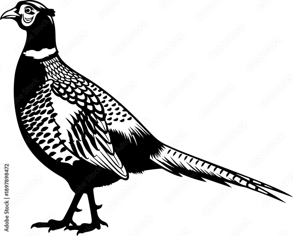 Obraz premium Pheasant silhouette vector illustration