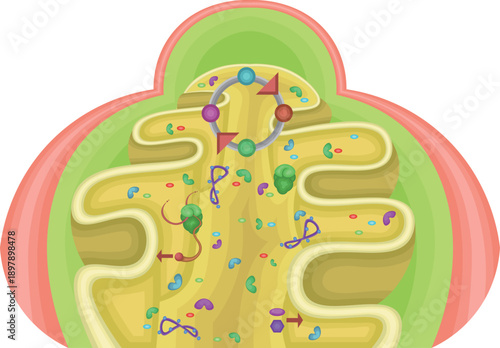 Mitochondrial Matrix Showing Enzymes
