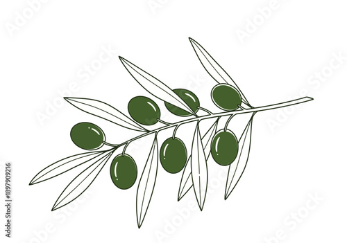 Hand-drawn illustration of a vibrant olive branch with green olives and delicate leaves on a white background.