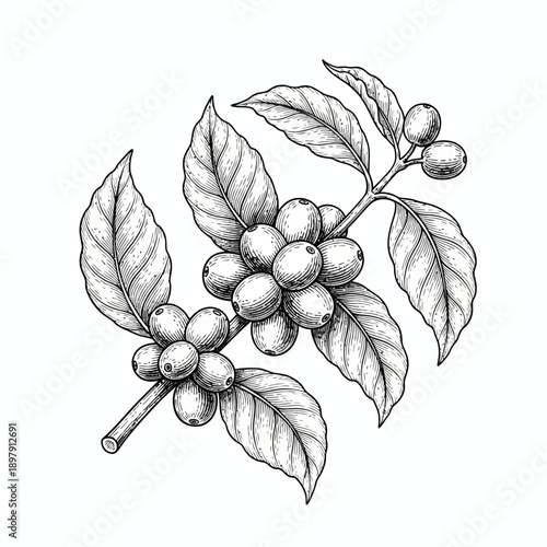 Detailed illustration of coffee branch with ripe coffee cherries and leaves