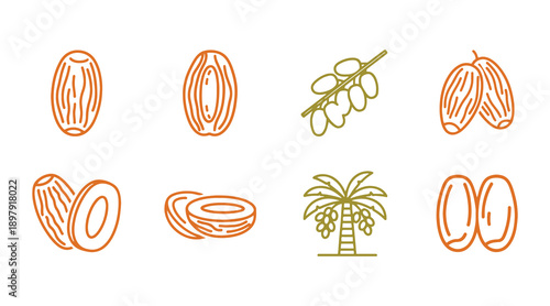 This Date Fruit icon is designed as a vector illustration. It's pixel-perfect, which makes it ideal for apps, websites, and presentations.
