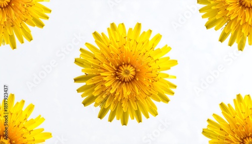 Bright Yellow Dandelion Flowers Pattern on White Background.