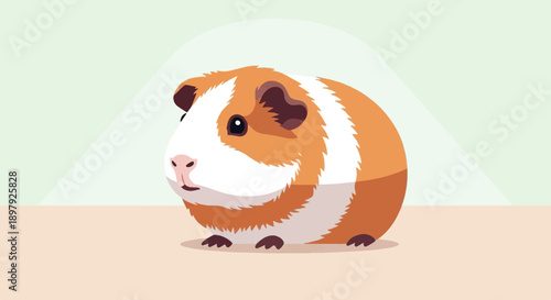 Round guinea pig with orange and white fur on a light peach surface