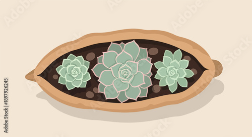 Three delicate pale green succulents bloom in a terra cotta planter pot