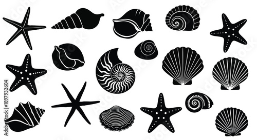 Black and white illustration of various seashells and starfish