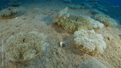 Cassiopea andromeda jellyfish underwater swim mediterranean sea jelly fish