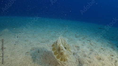 Cassiopea andromeda jellyfish underwater swim mediterranean sea jelly fish