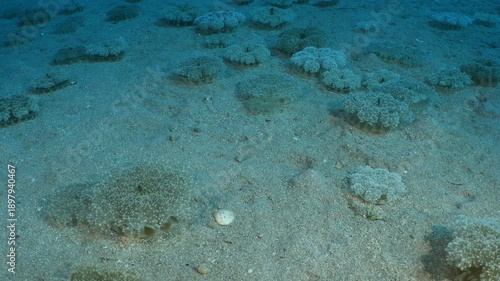 Cassiopea andromeda jellyfish underwater swim mediterranean sea jelly fish