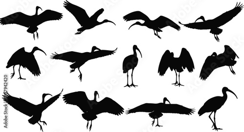 Flying bird silhouette collection illustration, ibis stork crane poses, wildlife black vector set, isolated on white background for nature, design, decoration concepts