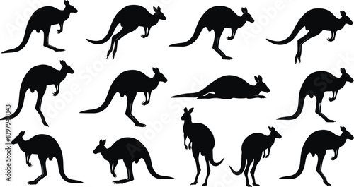 Kangaroo silhouette collection illustration, black marsupial animal poses, wildlife jumping vector set, isolated on white background for nature, education, design concepts