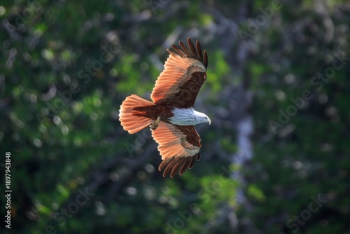 Brahminy Kite Soaring Above a Lush Tropical Forest, Langkawi, Malaysia