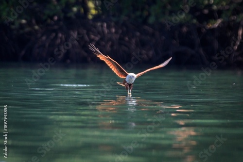 The Silent Strike: A Brahminy Kite Gliding Over Still Waters