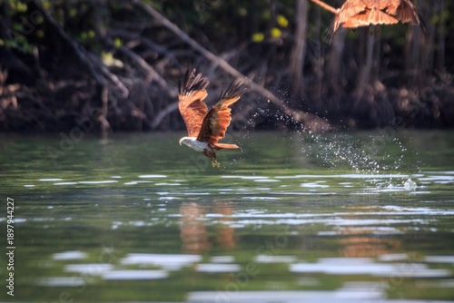 Obraz na płótnie The Silent Strike: A Brahminy Kite Gliding Over Still Waters