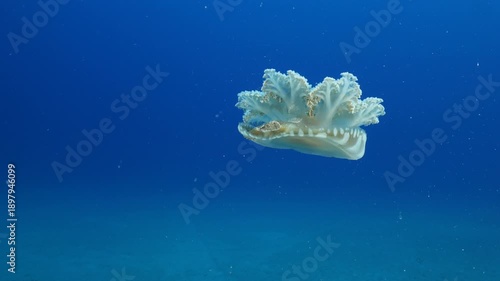 Cassiopea andromeda jellyfish underwater swim mediterranean sea jelly fish