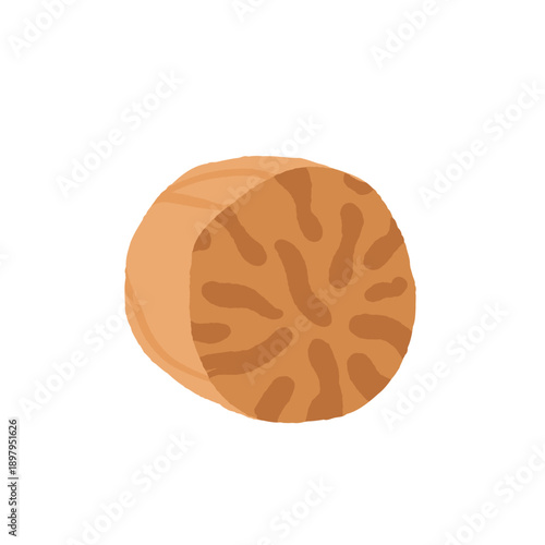 Collection of different nuts. Peanut, walnut, hazelnut, pistachio, almond and cashew. Concept of healthy food. Products for snack. Vector flat illustration.