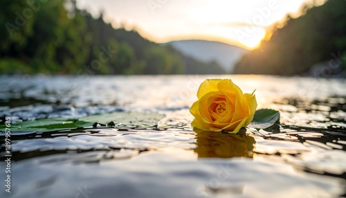 Yellow Rose Floating on Water at Sunset.