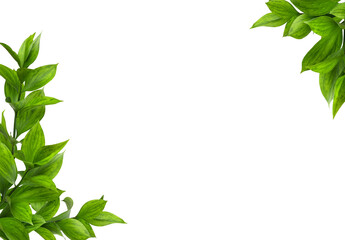 Green twigs of ruscus leaves in corner arrangements isolated on white or transparent background