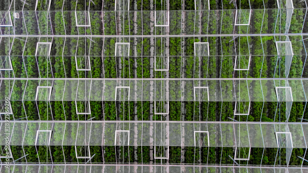 Obraz premium Greenhouse aerial drone view from above, large industrial greenhouses for growing vegetables, modern plantation glasshouse area background, agriculture in the Netherlands