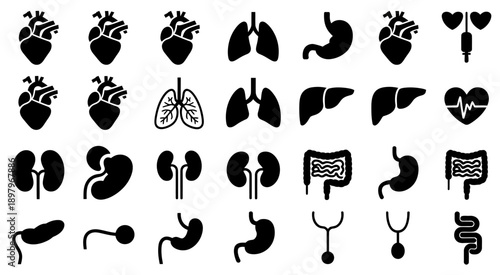 Set of human organ silhouettes featuring kidneys, liver, stomach, and intestines, designed in minimalist vector style for educational, medical, anatomical, and healthcare visual applications.