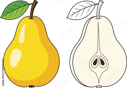Pear fruit vector illustration showing whole and cut half variations in detailed flat style for food and nutrition designs