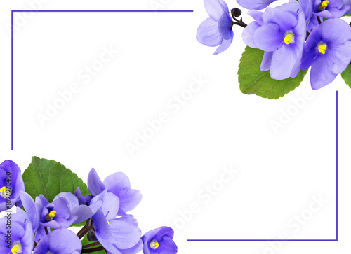 Blue violet flowers in corn...